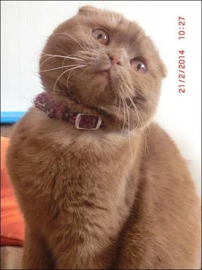 Paisible, affectueux, sociable, j'adore la vie de famille. Discret, je fais entendre ma voix douce. Admirez mes petites oreilles pliées vers l'avant, descendant bien en casquette !