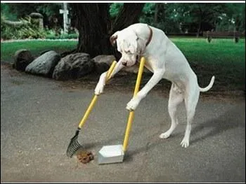 Oui monsieur, vous êtes responsable des cacas de chien dans les rues même si ce n'est pas vous qui les faites personnellement.