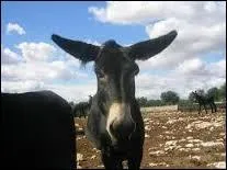 Mais vous n'abandonnerez évidemment pas. Vous bandez toute votre énergie, vous vous « emberlucoquez ». Que signifie le mot entre guillemets qui ne fera que complexifier les choses ?