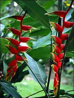 L'un de ces trois mots est synonyme du mot "rhizome" !