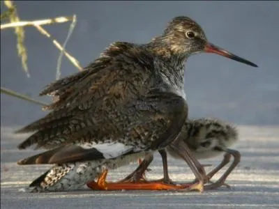 Pour faire une joute, il faut être deux : voici donc l'adversaire du précédent, le chevalier...