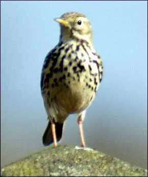 Lorsque la maîtresse faisait l'appel en classe, celui-ci devait se sentir mal. Quand pensez-vous ? (tout de suite ou maintenant)