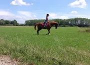 Quiz Quizz pour 'Galop 2'