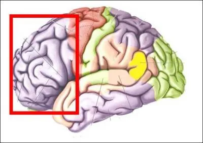 Si tu tombes amoureux(se), c'est cette zone de ton cerveau que tu feras travailler car :