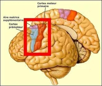 De quoi s'occupe cette zone ? Indice : elle est indispensable pour les cours de sports !