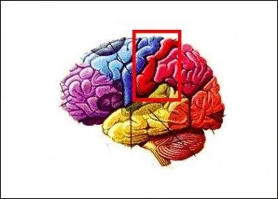 C'est une bonne astuce d'utiliser cette partie de ton cerveau pour &ecirc;tre le/la meilleur(e) &agrave; "Cola Maya". Elle permet de :