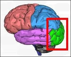 Lire, c'est g&eacute;nial ! Mais il faut faire marcher cette zone pour pouvoir y parvenir. Que dirige-t-elle ?