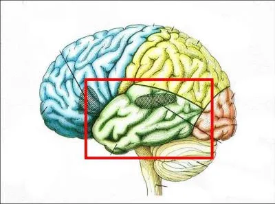 Enfin, sais-tu que c'est gr&acirc;ce &agrave; cette partie-ci de ton cerveau qu'il t'est possible d'&eacute;couter de la musique ? Nous en concluons donc qu'elle s'occupe :