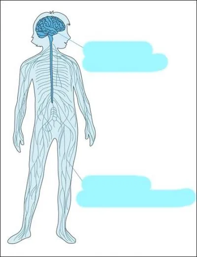 Quels &eacute;l&eacute;ments relient le cerveau au reste du corps ?