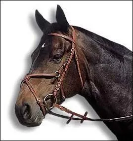 Quel type de muserolle se croise sur le chanfrein et présente deux lanières à boucler ?