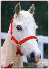 Dime, Penny et Barq sont gris clair.