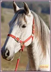 Caramelle est un cheval blanc