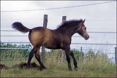 Bert, le cheval de David, est-il bai brun ?