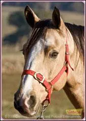 Starlight est-il le seul cheval isabelle du Pin creux ?