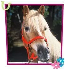 Teddy, Delilah et Angel sont de robe :