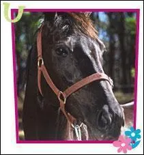 Le cobalt est un métal.