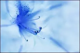 À Berlin en 1704, l'on redécouvre le bleu de Prusse. Qu'est-ce qui réagit avec la potasse pour donner ce beau bleu ?