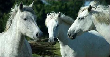 La race camarguaise est une...