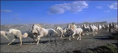 Le cheval de Camargue vit en ... (Aide-toi de l'image.)