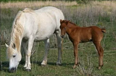 Quelle est la couleur du cheval de Camargue à la naissance ?