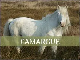 Combien un cheval peut-il peser ?