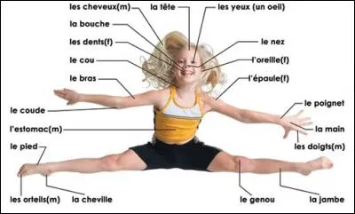 Le cholestérol de notre organisme est fabriqué à 85 % par le foie mais aussi par --- (Complétez ! )