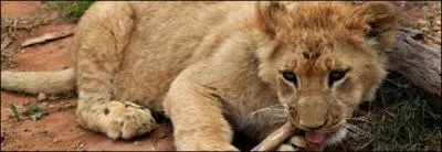 Comment se nomme le petit orphelin ?