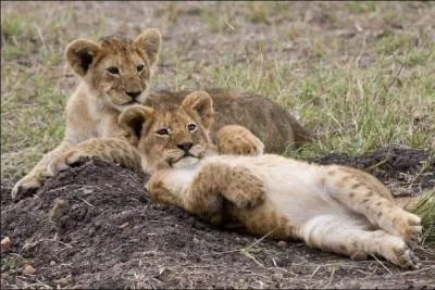 Combien de petits avait Suki ?