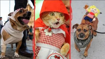 Regarde bien la photo du milieu et trouve la citation correspondante !