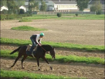 À quel moment l'homme a-t-il commencé à domestiquer le cheval ?