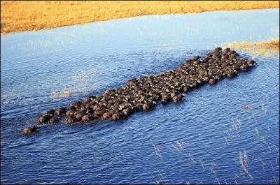 Quelque chose séparait les vagabonds, le clan de Linus et Suki. De quoi s'agit-il ? (L'image peut être fausse)