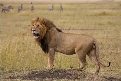 Fleck, le cousin de Suki et Linus, rejoint :