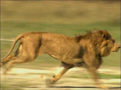 Comment se nomme le lion qui a sauvé Linus et Suki des hyènes ?