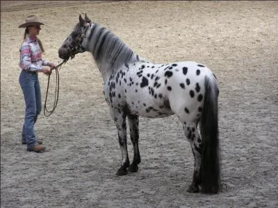 L'appaloosa mesure :