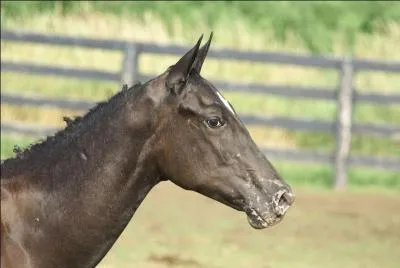 Quelle est la particularité de la peau de cet appaloosa ?