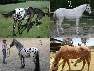 Comment appelle-t-on les robes de ces appaloosas ?