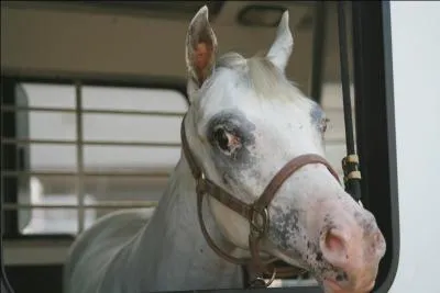 Il a une petite tête, une encolure longue et un poitrail...