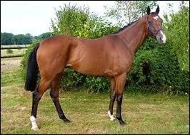 Laquelle de ces parties du corps du cheval n'est pas une partie extérieure ?