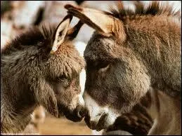 Y a-t-il des ânes ?