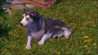 Les chiens peuvent-ils être promenés ?