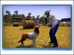 Qu'est-ce que les chiens de chasse ?