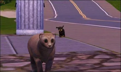 Qu'est-ce que les chats chasse ?