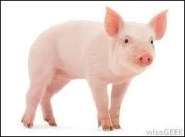 Quel est cet animal ?