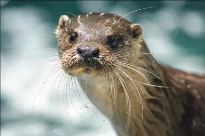 Quel est cet animal ?