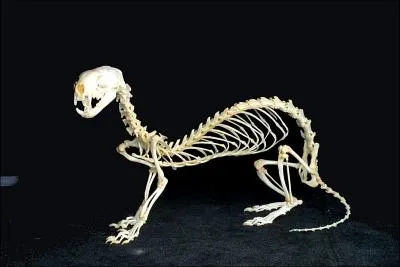 À quel animal ce squelette appartient-il ?