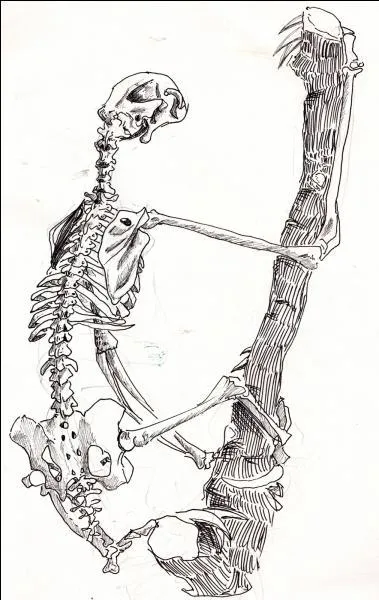 À quel animal ce squelette appartient-il ?