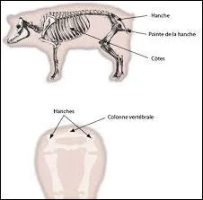 À quel animal ce squelette appartient-il ?