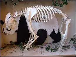 À quel animal ce squelette appartient-il ?