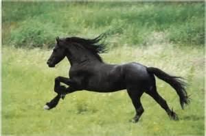 Quiz Chevaux
