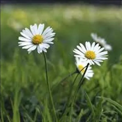 Quelle est la bonne expression ? Indice : Sans intérêt, sans envergure
désolant.